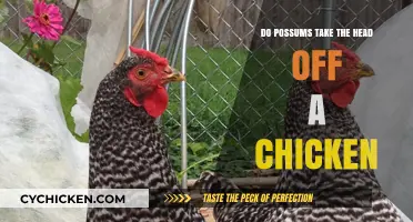 Do Possums Decapitate Chickens? Uncovering the Truth Behind the Myth
