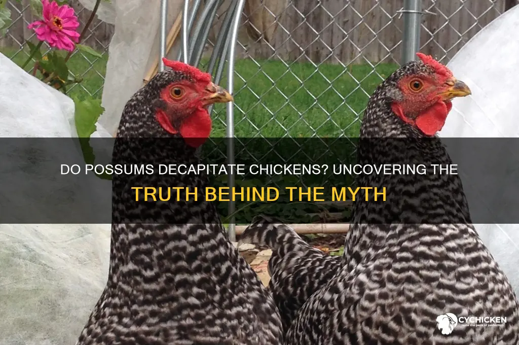 do possums take the head off a chicken