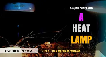 Do Quail Chicks Need a Heat Lamp? Essential Care Tips