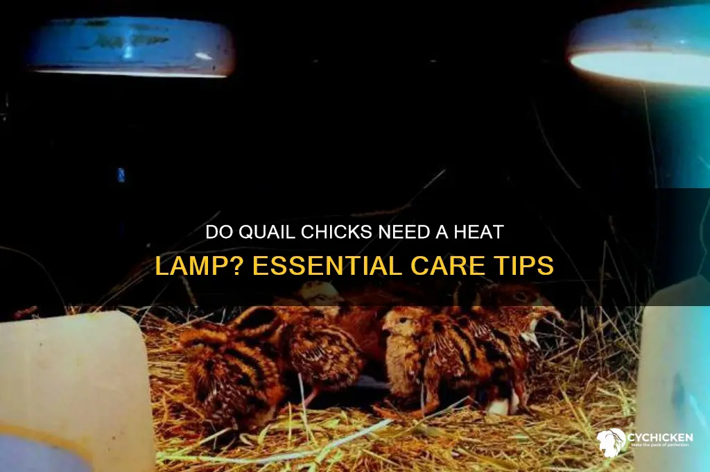 do quail chicks need a heat lamp