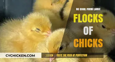 Do Quail Flock Together? Exploring Chick Grouping Behavior in Quail