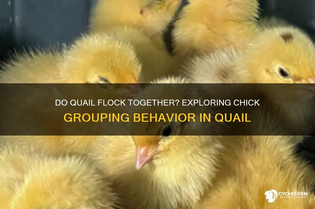 do quail form large flocks of chicks
