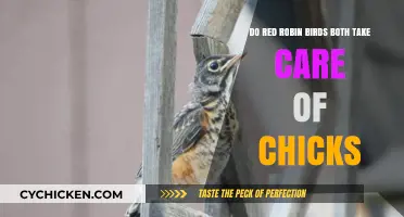 Red Robin Parents: Equal Care for Chicks