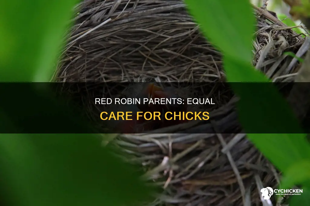 do red robin birds both take care of chicks