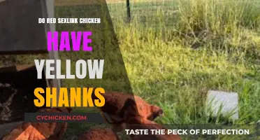 Red Sexlink Chickens: Do Their Shanks Really Turn Yellow?