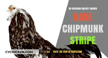 Russian Orloff Chicks: Unveiling the Chipmunk Stripe Mystery