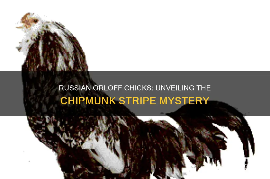 do russian orloff chicks have chipmunk stripe