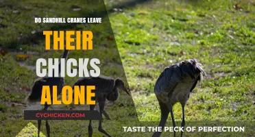 Do Sandhill Cranes Abandon Their Chicks? Parenting Habits Explained