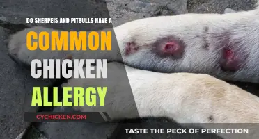 Chicken Allergy: A Shared Issue for Sherpeis and Pitbulls?