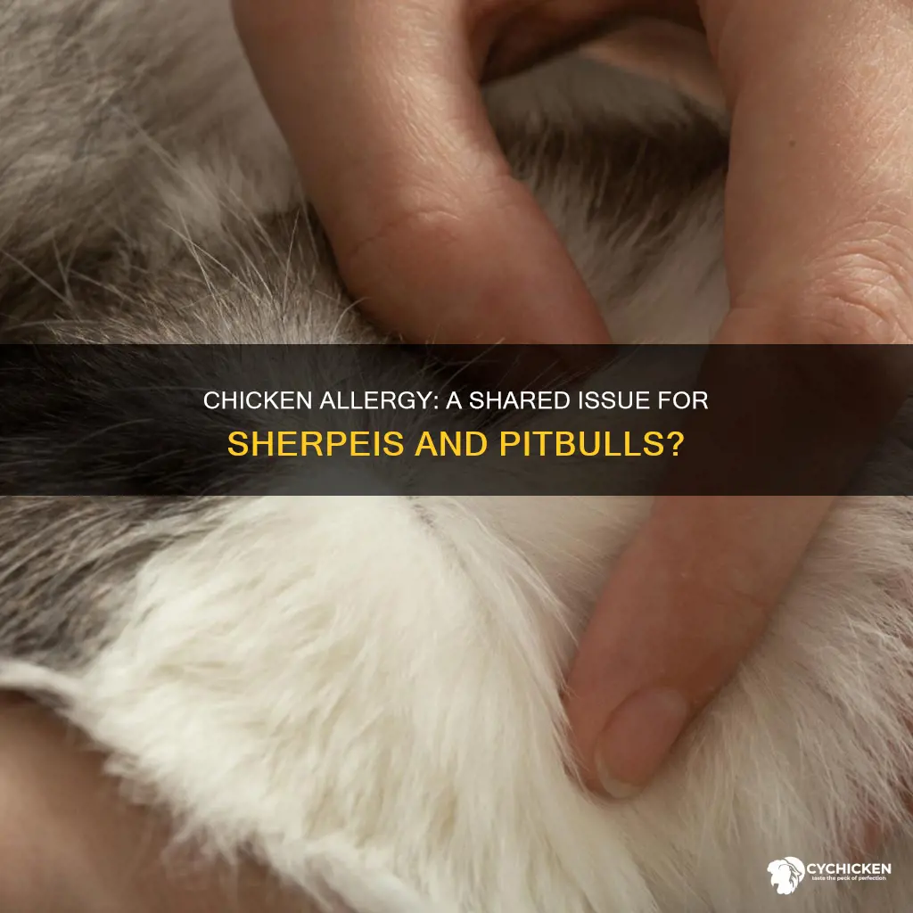 do sherpeis and pitbulls have a common chicken allergy