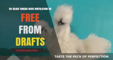 Ventilation for Silkies: Draft-Free Ventilation