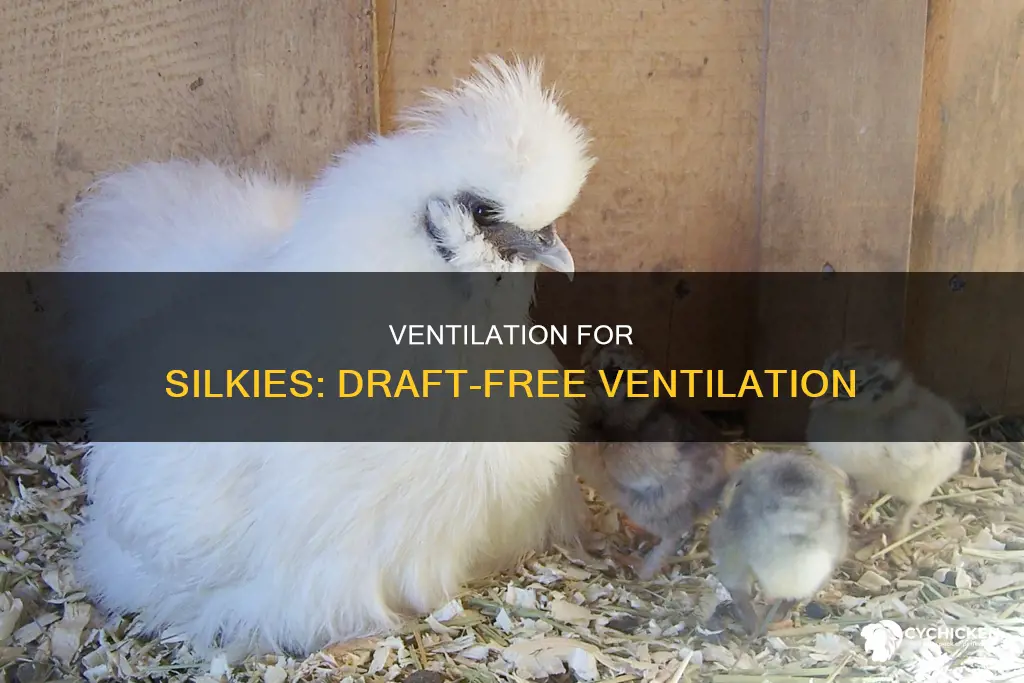 do silkie chicks need ventilation or free from drafts
