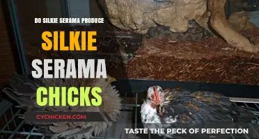 Can Silkie Serama Parents Produce Silkie Serama Chicks? Breeding Insights