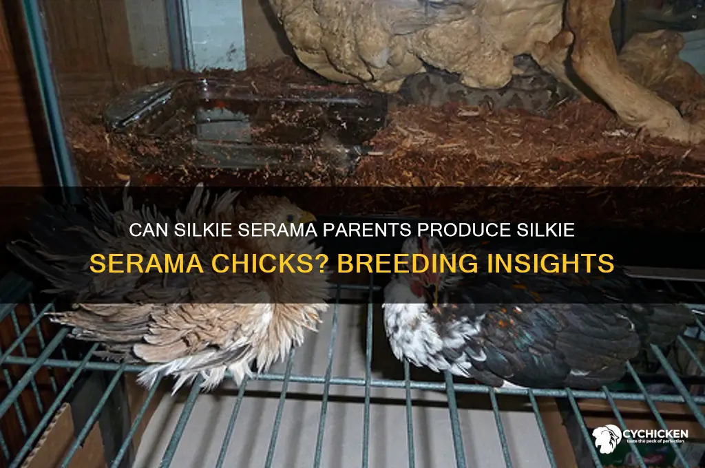 do silkie serama produce silkie serama chicks