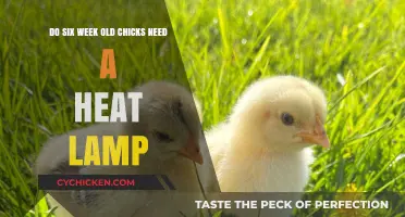 Chicks' Heat Lamp: When to Use and Why