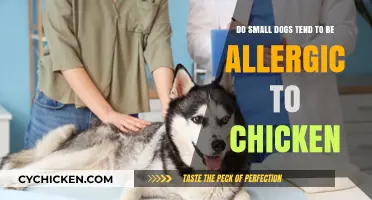 Small Dog Chicken Allergies: What You Need to Know
