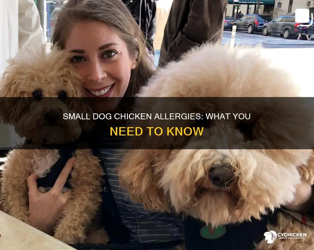 do small dogs tend to be allergic to chicken