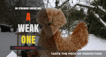 Strong Chicks vs. Weak: Survival Instincts in the Flock Explained