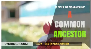 Pig and Chicken: Common Ancestor?