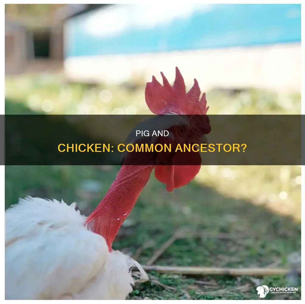 do the pig and the chicken have a common ancestor