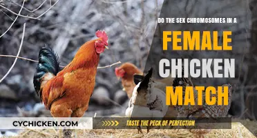 Sex Chromosomes: Do Hens Have Matching Pairs?