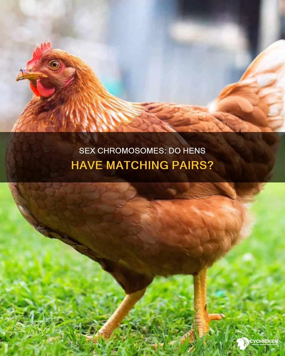 do the sex chromosomes in a female chicken match