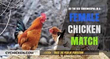 Chicken Sex Chromosomes: Do They Match?
