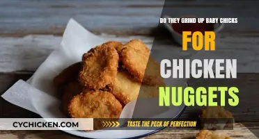 Are Chicken Nuggets Made from Ground Baby Chicks? The Truth