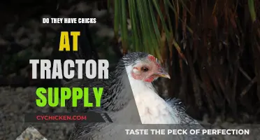 Tractor Supply's Chick Selection: What You Need to Know