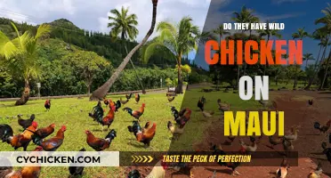 Exploring Maui's Wildlife: Are There Wild Chickens on the Island?