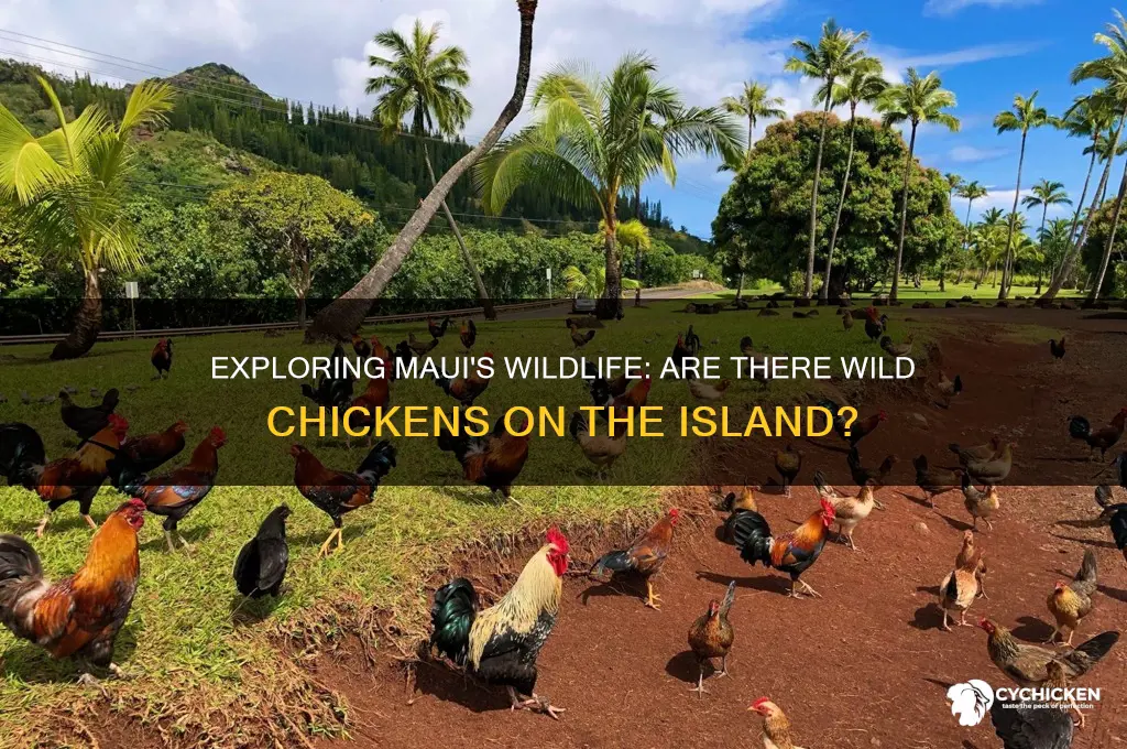 do they have wild chicken on maui