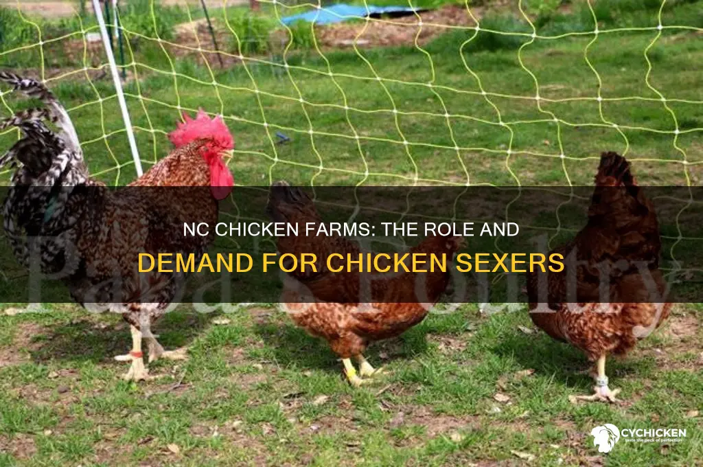 do they hire chicken sexers in nc chicken