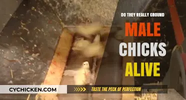 The Cruel Truth: Are Male Chicks Ground Alive in Farming?
