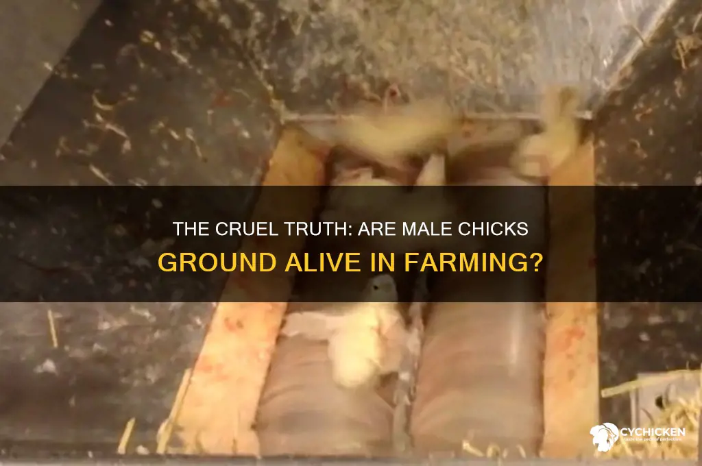 do they really ground male chicks alive
