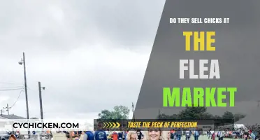 Can You Buy Chicks at the Flea Market? Exploring the Options