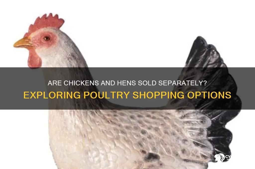 do they sell the chicken and hen separate