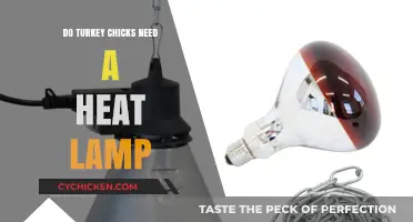 Do Turkey Chicks Need a Heat Lamp? Essential Care Tips