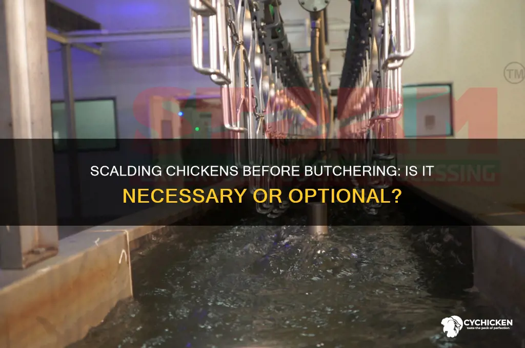 do u have to scald a chicke butcher