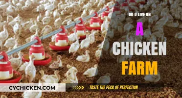Life on a Chicken Farm: Insights, Challenges, and Daily Realities