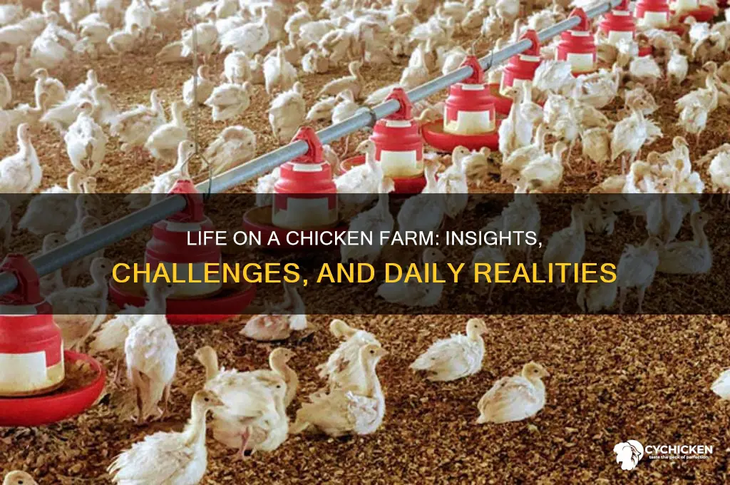 do u live on a chicken farm