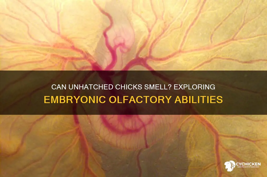 do unhatched chicks have a sense of smell