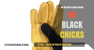 Velcro Gloves on Black Chicks: Do They Really Work?