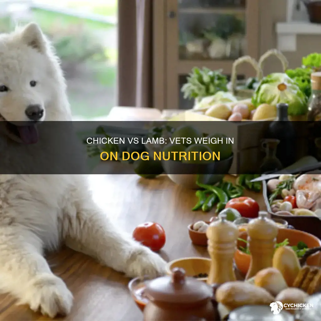do vets recommend chicken or lamb better for dogs