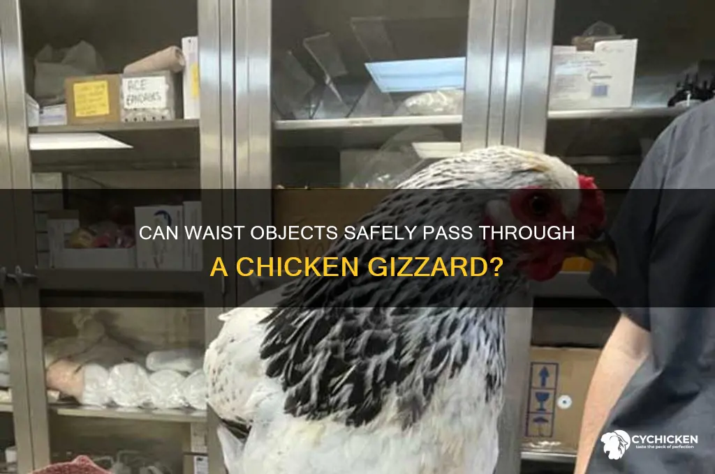 do waist pass through a chicken gizzard