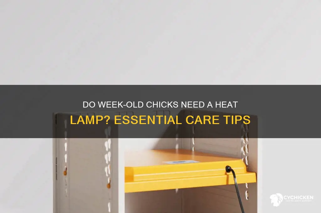 do week old chicks need a heat lamp