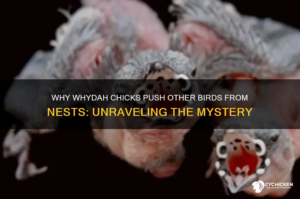 do whydah chicks push birds from nests