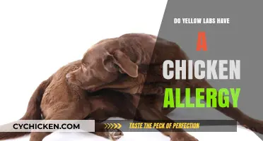 Can Yellow Labs Be Allergic to Chicken? Exploring Dietary Concerns