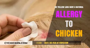Yellow Labs and Chicken: A Natural Allergy?