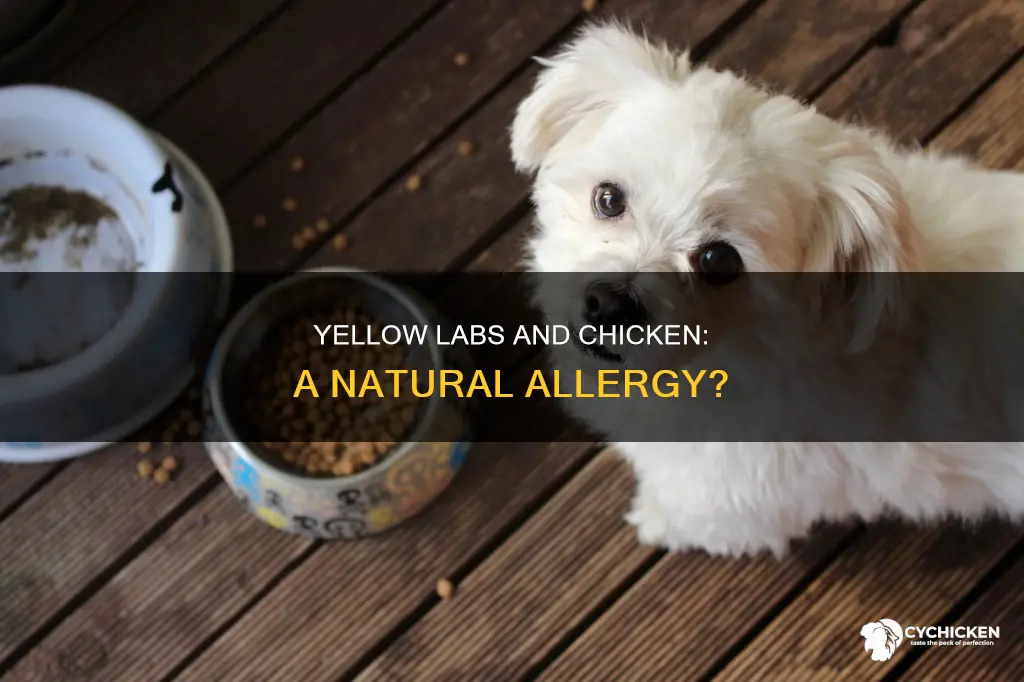 do yellow labs have a natural allergy to chicken