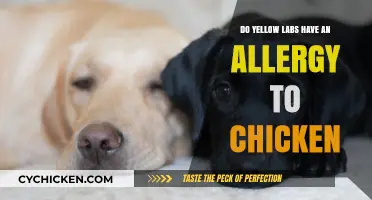 Yellow Labs and Chicken Allergies: Uncovering the Truth